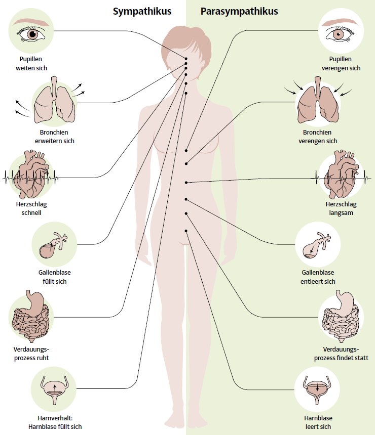 Der Parasympathikus – im Dienste der Gesundheit | Herzratenvariabiliät (HRV)